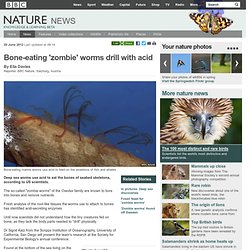 BBC Nature - Bone-eating 'zombie' worms drill with acid