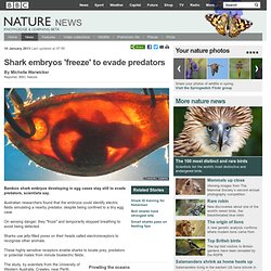 BBC Nature - Shark embryos 'freeze' to evade predators