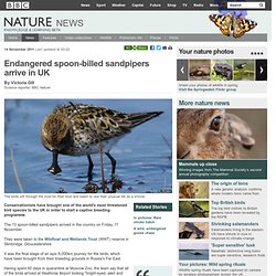 BBC Nature - Endangered spoon-billed sandpipers arrive in UK
