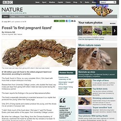 BBC Nature - Fossil 'is first pregnant lizard'