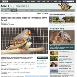 BBC Nature - Homosexual zebra finches form long-term bond