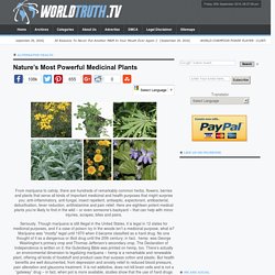 Nature’s Most Powerful Medicinal Plants