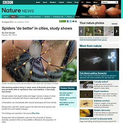 BBC Nature - Spiders 'do better' in cities, study shows