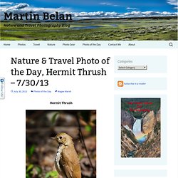 Nature & Travel Photo of the Day, Hermit Thrush – 7/30/13