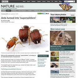 BBC Nature - Ants turned into 'supersoldiers'