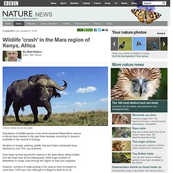 BBC Nature - Wildlife 'crash' in the Mara region of Kenya, Africa
