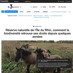 Réserve naturelle de l'Île du Rhin, comment la biodiversité retrouve ses droits depuis quelques années