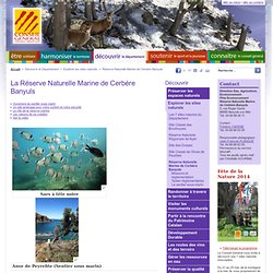 La Réserve Naturelle Marine de Cerbère-Banyuls dans les Pyrénées