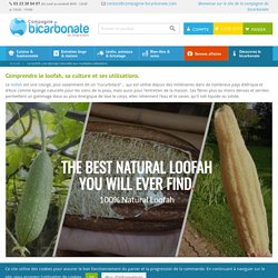 Le loofah, une éponge naturelle aux multiples utilisations