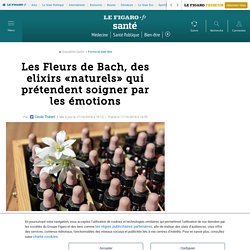 Les Fleurs de Bach, des elixirs «naturels» qui prétendent soigner par les émotions 