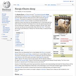 Navajo-Churro sheep