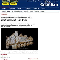 Neanderthal dental tartar reveals plant-based diet – and drugs