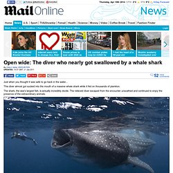 Open wide: The diver who nearly got swallowed by a whaleshark