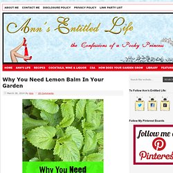 Why You Need Lemon Balm In Your Garden