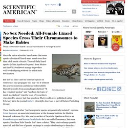 No Sex Needed: All-Female Lizard Species Cross Their Chromosomes to Make Babies