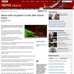 Nerve cells 're-grown' in rats after spinal injury