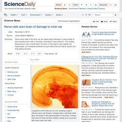Nerve cells warn brain of damage to inner ear