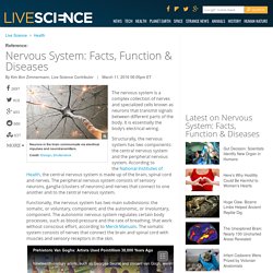 Nervous System: Facts, Function & Diseases