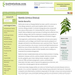 Nettle Benefits & Information (Urtica Dioica)