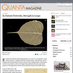 In Natural Networks, Strength in Loops