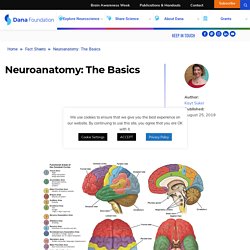 Neuroanatomy—A Primer