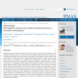 Neurogenetic networks for startle-induced locomotion in Drosophila melanogaster