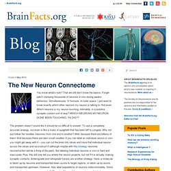 The New Neuron Connectome