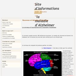 Neurones et Maladie d'Alzheimer