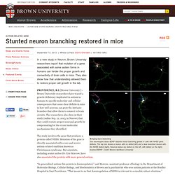 Autism gene stunts neurons; growth restored in mice