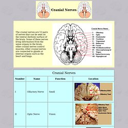 Cranial Nerves