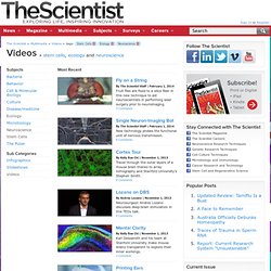 Videos Articles - stem cells, ecology and neuroscience