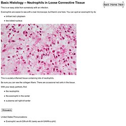Neutrophils in Loose Connective Tissue
