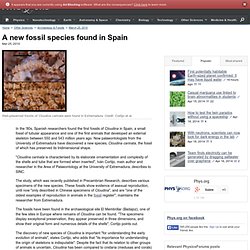 A new fossil species found in Spain