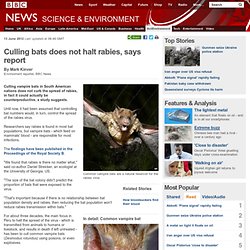 Culling bats does not halt rabies, says report