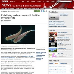 Fish living in dark caves still feel the rhythm of life