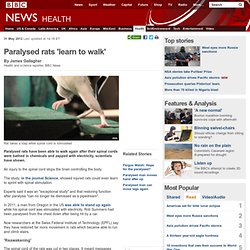 Paralysed rats 'learn to walk'