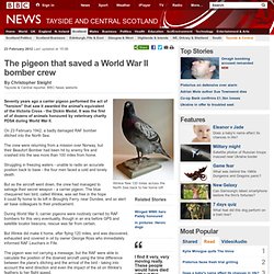 The pigeon that saved a World War II bomber crew