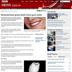 Researchers grow teeth from gum cells