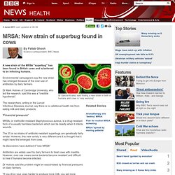 New strain of MRSA superbug found in cows