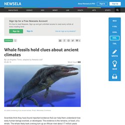 Whale fossils hold clues about ancient climates