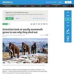 Scientists look at woolly mammoth genes to see why they died out