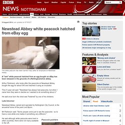 Newstead Abbey white peacock hatched from eBay egg - BBC News