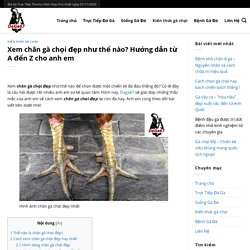 Hướng dẫn từ A đến Z cách xem chân gà chọi đẹp cho anh em✅