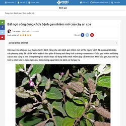 Bất Ngờ Công Dụng Chữa Bệnh Gan Nhiễm Mỡ Của Cây An Xoa