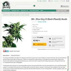 Mr. Nice G13 X Hash Plant® Seeds