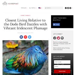 Nicobar Pigeon - The Closest Living Relative to the Dodo Bird