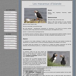 Macareux en Islande : nidification, migration, chasse au macareux, le clown de mer, Vík