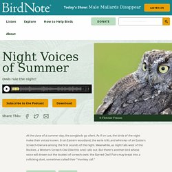 Night Voices of Summer