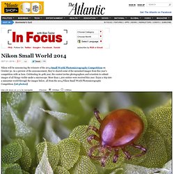 Nikon Small World 2014 - In Focus