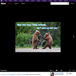 Ninja Bear